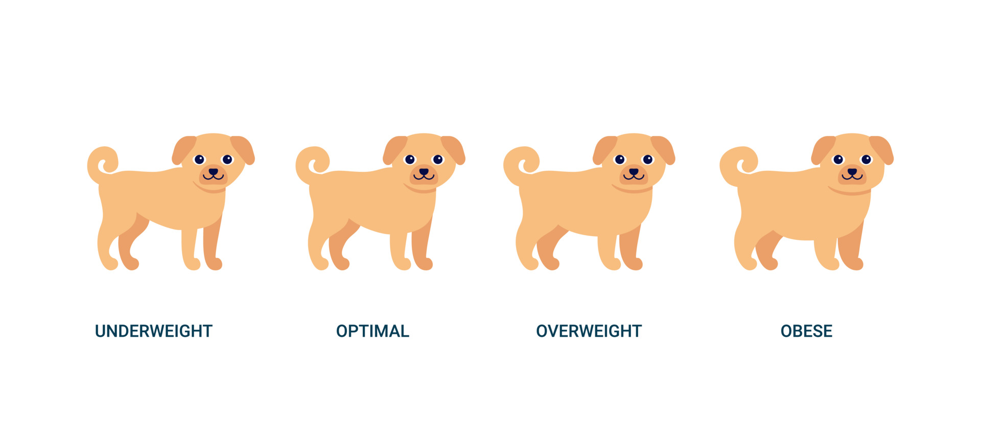 mass index hund, diagram vikt husdjur. bmi hälsa, undervikt, överviktig och husdjur ingefära hund. vektor illustration 3792764 Vektorkonst på Vecteezy