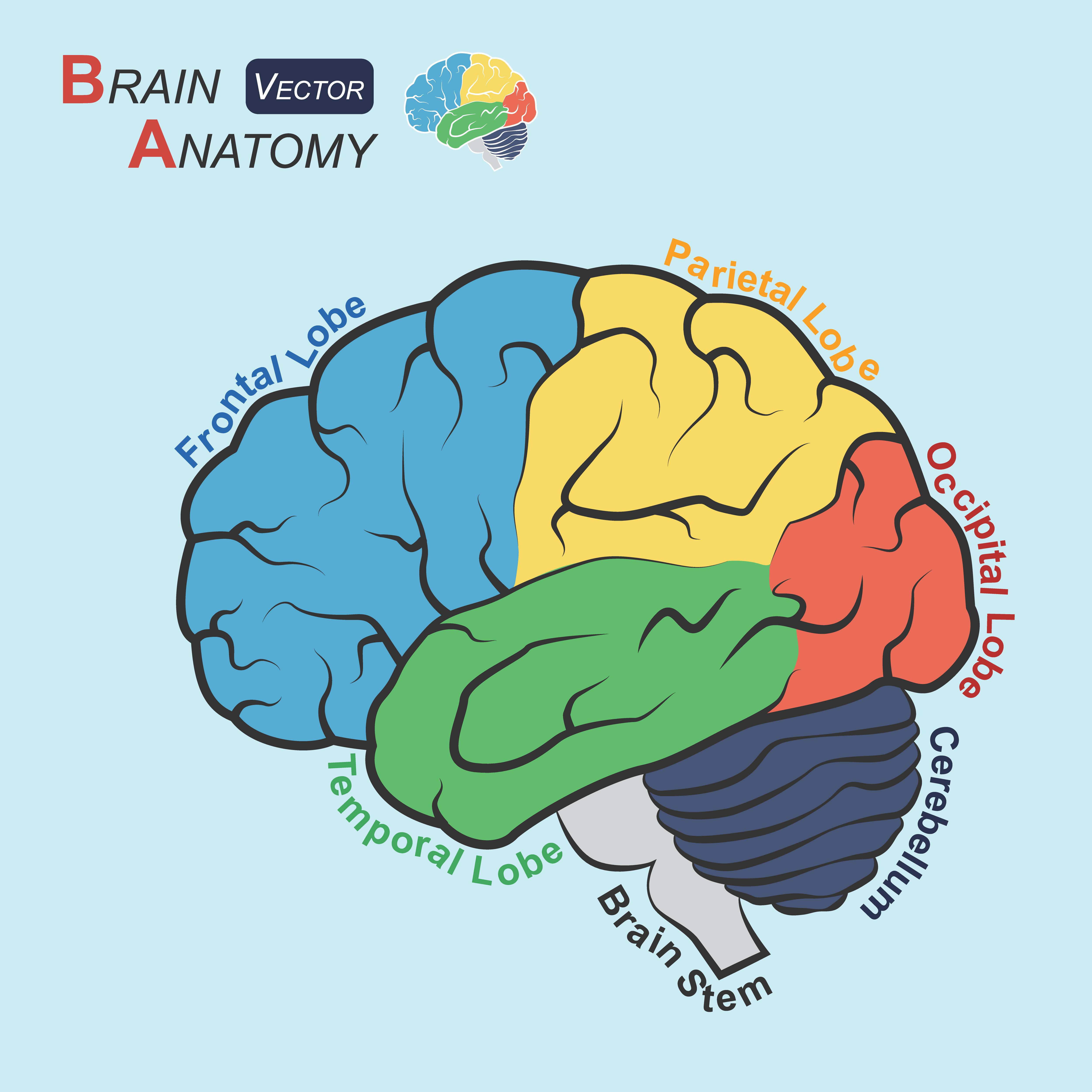 Brain zones. Плоский мозг. Доли мозга. Мозг плоский вектор. Мозг плоская Графика.