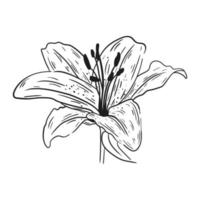 Lilium handgezeichnet mit schwarzen Linien auf weißem Hintergrund. vektor