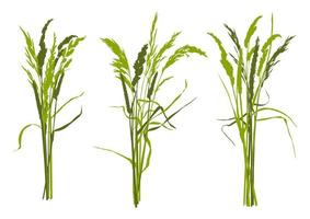 Sträuße von Feldkräutern, Büschel von grünem Gras vektor