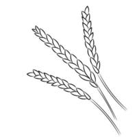 Weizenährchenskizze, flacher Vektor, Isolat auf Weiß vektor