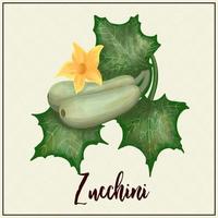 Karte mit Gemüse. Zucchini. gezeichnete grüne Zucchini. Vektor-Illustration. Landwirtschaft. Gewächshausgemüse vektor