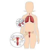 ein weibliches Fortpflanzungssystem mit der Bezeichnung der Hauptteile. menschliche Atemwege, Lunge, Alveolen. Anatomie der Nasendrossel des Kehlkopfes. vektor