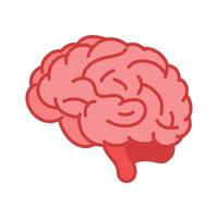 menschliches Gehirn. inneres organ, anatomieillustration vektor