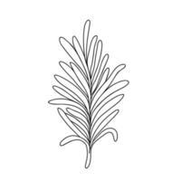 Rosmarinpflanze Kraut der Provence aromatisches Gewürz Bio-Lebensmittel, einfache handgezeichnete schwarz-weiße Vektorgrafik für Menü, Lebensmittel, Medizin, Gartendesign vektor