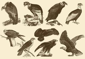 Vögel von Beten Zeichnungen vektor
