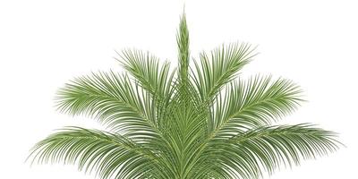 palmzweig, kokosblatt, tropische pflanze vektor