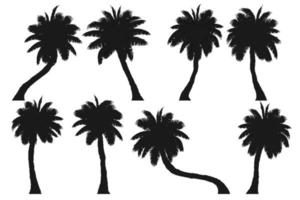 Palme, Kokospalme, isoliert auf weiss vektor