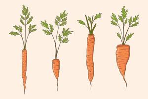 handritad morot vektor set illustration. ekologisk vegetabilisk mat. nyplockade olika morötter med toppar