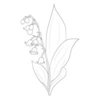 Maiglöckchen Linie Kunst Vektor Blume isoliert auf weißem Hintergrund, Illustration Zeichnung