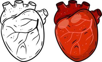 hjärta. mänskligt inre organ. vektor