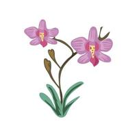 Blumen Orchideen Dekoration vektor