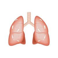lungor människokroppen vektor