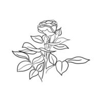 handritad linjekonst ros blomma vektorillustration vektor