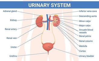 mänskligt urinsystem infografik vektor