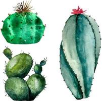 aquarellillustration des kaktussatzes auf weiß. Botanische Illustration von Sukkulenten und Kakteen vektor