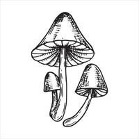 Vektorillustration, grafische Zeichnung Pilze. clipart von giftigen pilzen, toadstools lokalisiert auf weißem hintergrund. Vintage-Stil, esoterisches Symbol, Hexerei vektor