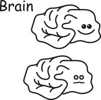 Stock Illustration Vektorillustration eines inneren Organgehirns. Cartoon-Zeichnung für Kinder medizinisches Thema gesundes und krankes Gehirn. süßes Bild kawaii Doodle-Stil isoliert auf weiß vektor