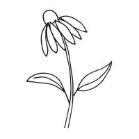 lineare illustration im gekritzelstil. einfache Gänseblümchen-Blumen-Ikone. Vektorhandzeichnung lokalisiert auf weißem Hintergrund. vektor