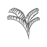 tropisk palm botanisk vektor