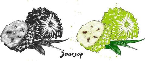 vektorgravierte Illustration für Poster, Dekoration, Verpackung und Druck. handgezeichnete skizze von soursop oder guanabana in monochrom und bunt. detaillierte vegetarische Essenszeichnung. vektor