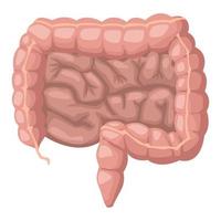 darm realistisches menschliches organ vektor