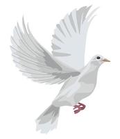 weiße Taube fliegt
