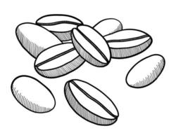 Vektor-Illustration von Kaffeebohnen isoliert auf weißem Hintergrund. Gekritzelzeichnung von Hand vektor