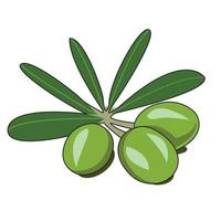 grüne olive mit blattvektordesign vektor
