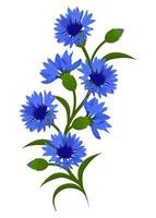 Kornblumen Wildpflanzen. Zweig der blauen Kornblumen, isoliert auf weißem Hintergrund. Vektor dekoratives Element.