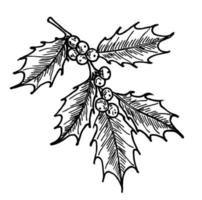 Stechpalmenzweig. weihnachtssaisonpflanze. Winterurlaub-Symbol vektor