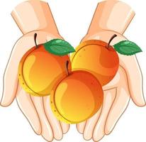 tre persikor på händerna vektor