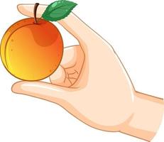 Hand, die einen Pfirsich hält vektor
