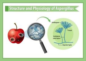struktur och fysiologi av apple aspergillus vektor