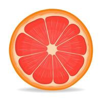 frische, helle, exotische halb geschnittene Grapefruit isoliert auf weißem Hintergrund. sommerfrüchte für einen gesunden lebensstil. Bio-Obst. Cartoon-Stil. Vektorillustration für jedes Design. vektor