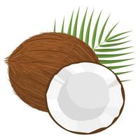cartoon detaillierte braune exotische ganze kokosnuss, halbes und grünes blatt. sommerfrüchte für einen gesunden lebensstil. Bio-Obst. Cartoon-Stil. Vektorillustration für jedes Design. vektor