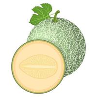 färsk hel, halv melon frukt isolerad på vit bakgrund. cantaloupe melon. sommarfrukter för en hälsosam livsstil. ekologisk frukt. tecknad stil. vektor illustration för någon design.