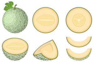 satz von frischen ganzen, halben, geschnittenen scheibenmelonenfrüchten lokalisiert auf weißem hintergrund. Cantaloupe-Melone. sommerfrüchte für einen gesunden lebensstil. Bio-Obst. Cartoon-Stil. Vektorillustration für jedes Design.