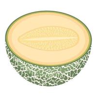 frische halbe Melonenfrucht isoliert auf weißem Hintergrund. Cantaloupe-Melone. sommerfrüchte für einen gesunden lebensstil. Bio-Obst. Cartoon-Stil. Vektorillustration für jedes Design. vektor