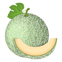 frische ganze, geschnittene melonenfrucht isoliert auf weißem hintergrund. Cantaloupe-Melone. sommerfrüchte für einen gesunden lebensstil. Bio-Obst. Cartoon-Stil. Vektorillustration für jedes Design. vektor