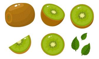 uppsättning av färska hela, hälften, skär skiva och blad kiwi frukt isolerad på vit bakgrund. sommarfrukter för en hälsosam livsstil. ekologisk frukt. tecknad stil. vektor illustration för någon design.