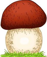 svamp boletus handritad vektorillustration. skiss matritning vektor