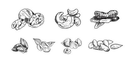 illustrationer av nötter i konst bläck stil vektor
