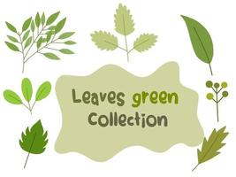 Blätter grüne Sammlung vektor