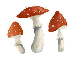 Aquarellillustration von Giftpilzen mit roter Kappe. Waldpilz auf weißem, isoliertem Hintergrund. handgemaltes set fliegenpilze. Lebensmittelskizze von Pilzen vektor