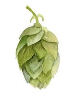 akvarell frukt av grön humle växt. akvarell vektorillustration av humulus på vit isolerad bakgrund för logotyp eller ikon. ört för ölproduktion vektor