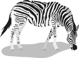 isoliertes stehendes zebra. vektorillustration im flachen stil vektor