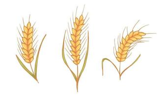 Vektor handgezeichnete Weizen-Doodle-Illustration. süße ernte clipart. Bauernmarktprodukt.