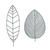 Reihe von dekorativen Blättern. dunkle Linien Vektordesign-Elemente. vektor