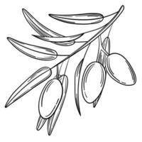 handgezeichneter einfacher Olivenzweig für Ihr Design vektor